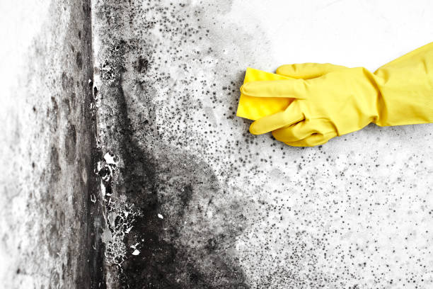 Best Attic Mold Removal  in Buckingham, FL
